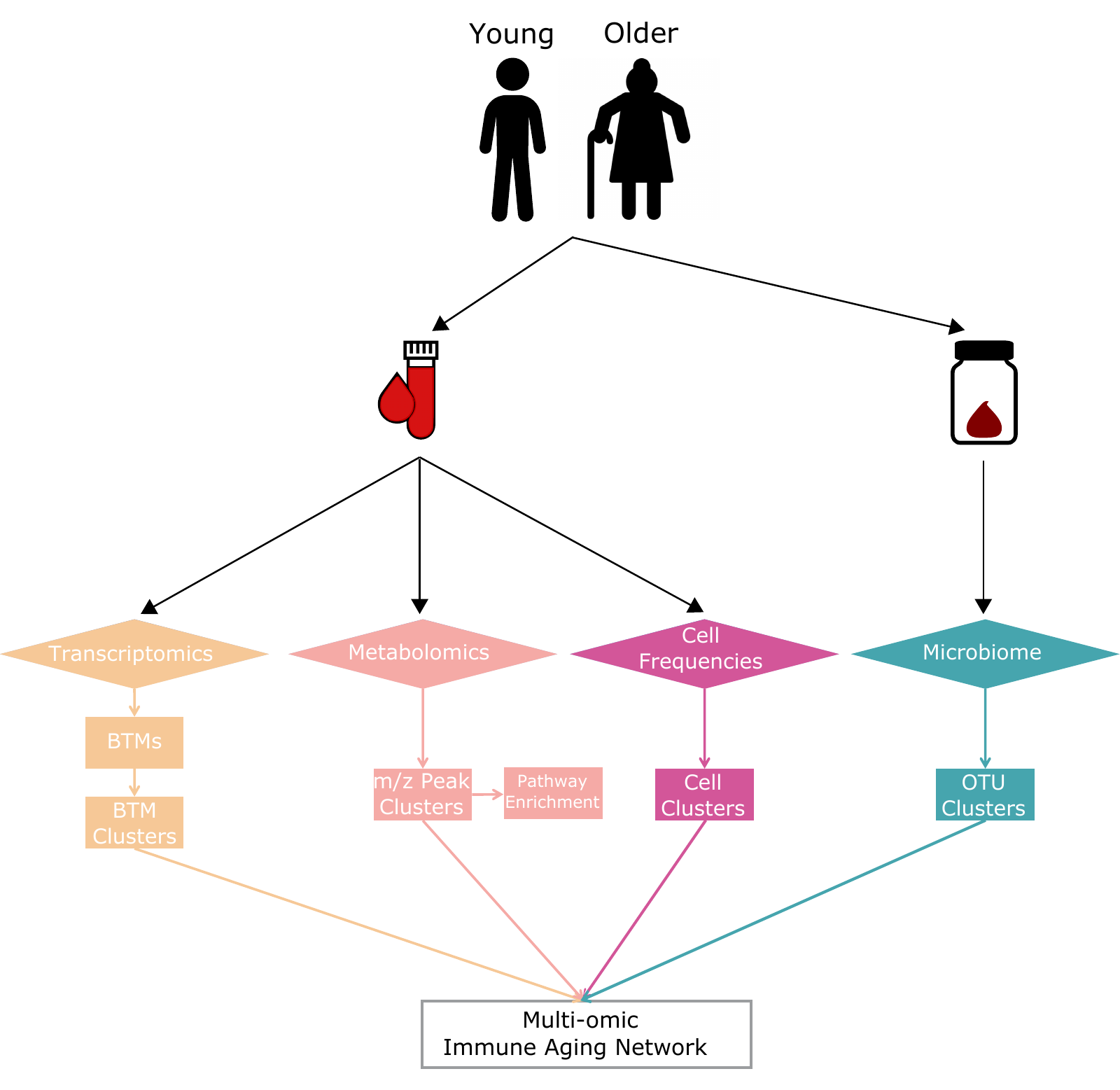 Workflow for development of a multi-omic immune aging network.